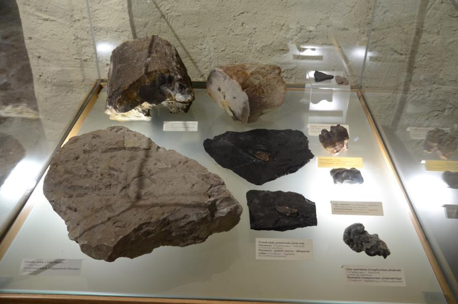 Paleontologická expozícia